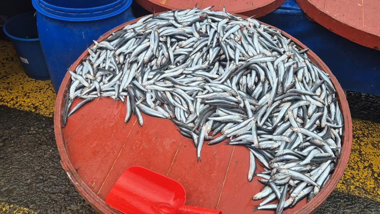 Pazarda hamsinin kilosu bakın kaç para oldu!