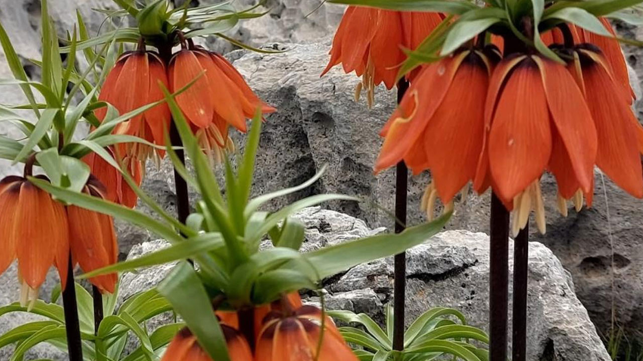 Bu çiçeği koparmanın cezası 700 bin lira!