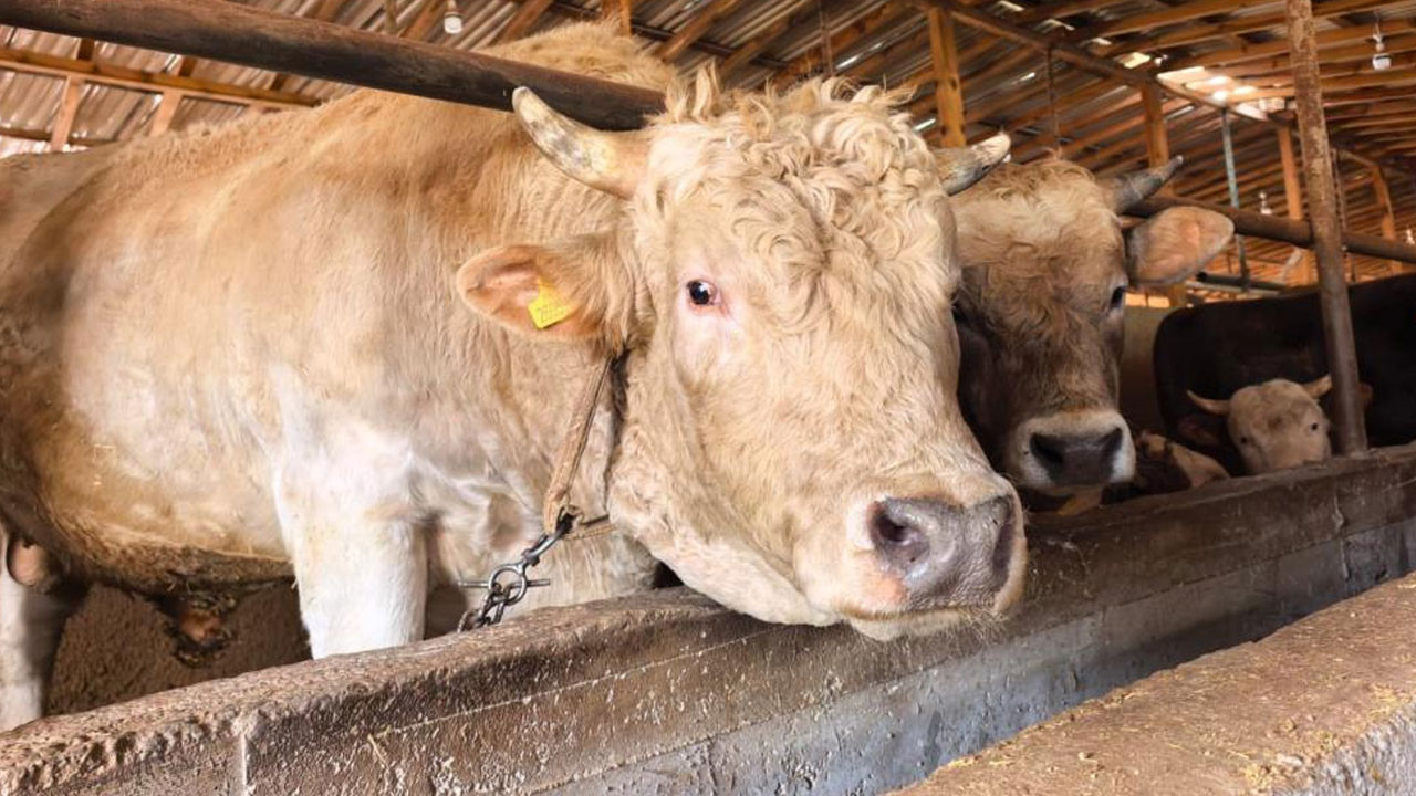 Bursa’da 1 tonluk ‘Paşa’ 500 bin liraya satışta