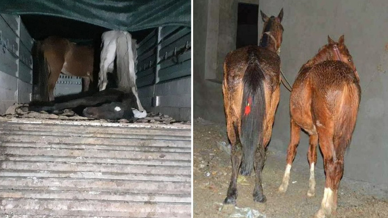 Gıda sahtekarlığında Mersin merkezli yeni skandal: Vatandaşa yine at ve eşek eti yedirdiler!