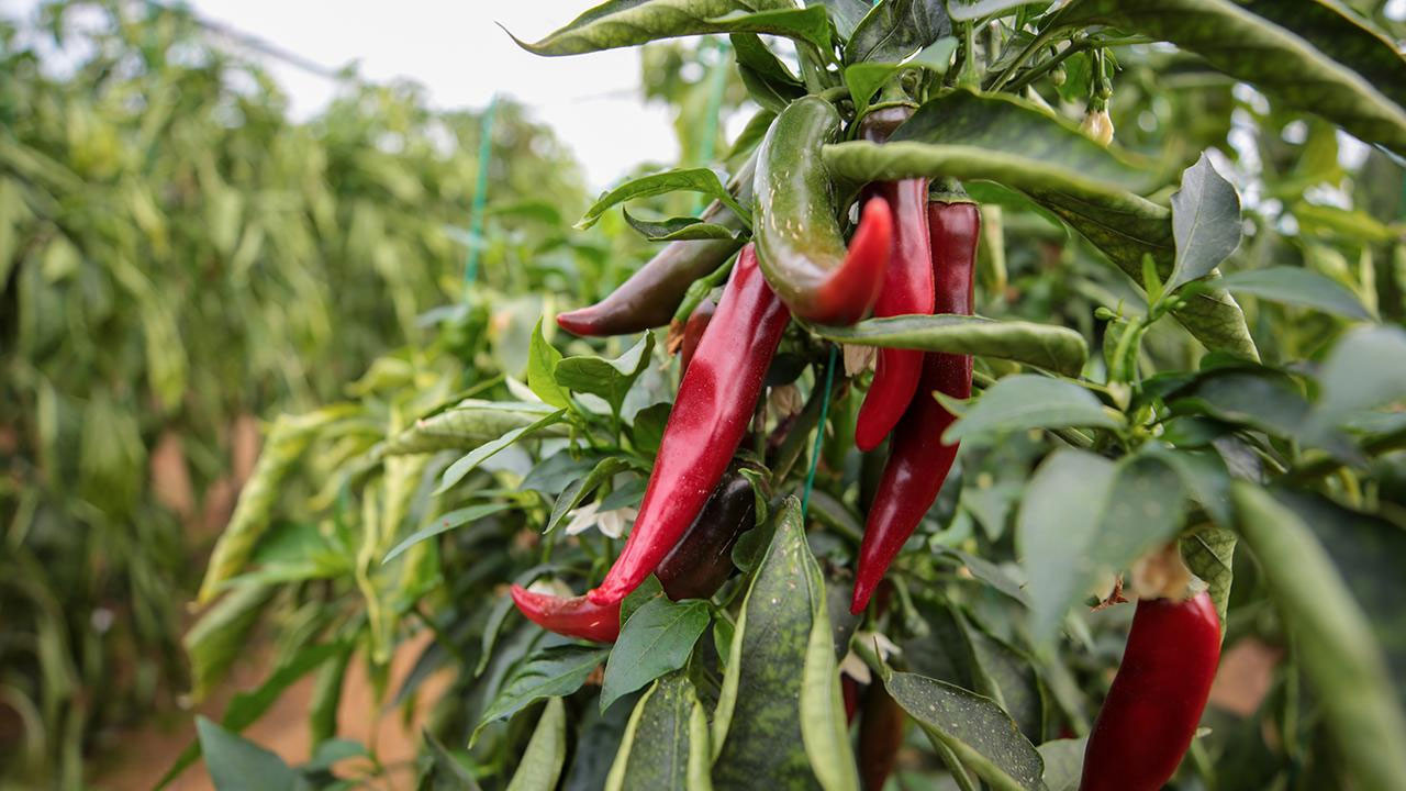 Zirai ilaçlara dijital takip: B-Reçete geliyor