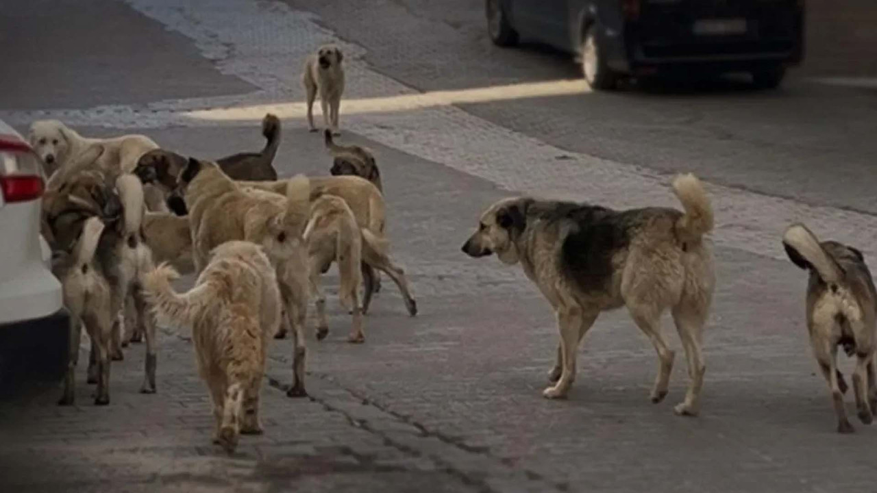 Başıboş köpek sorunuyla ilgili o iddia yeniden gündemde: Kim bu mama fabrikası olan vekiller?
