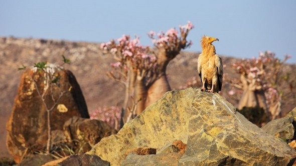 Çok şaşıracaksınız: Yıllarca Osmanlı toprağı olan 'Uzaylı Ada' - Sayfa 13