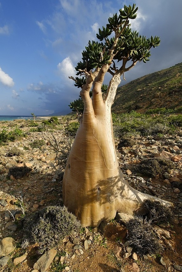 Çok şaşıracaksınız: Yıllarca Osmanlı toprağı olan 'Uzaylı Ada' - Sayfa 14