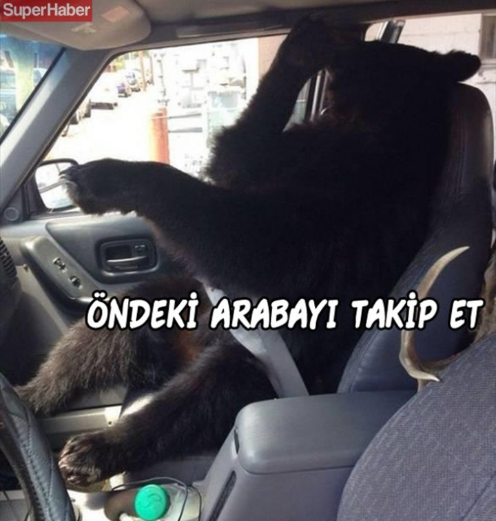 İnsanlarla yaşamaya alışan vahşi hayvanlardan ilginç kareler! - Sayfa 16