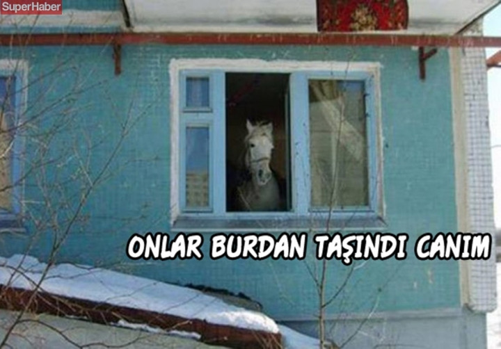 İnsanlarla yaşamaya alışan vahşi hayvanlardan ilginç kareler! - Sayfa 12