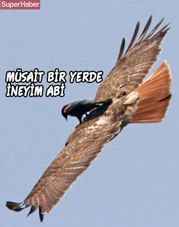 İnsanlarla yaşamaya alışan vahşi hayvanlardan ilginç kareler! - Sayfa 17