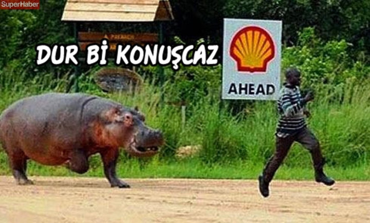 İnsanlarla yaşamaya alışan vahşi hayvanlardan ilginç kareler! - Sayfa 6