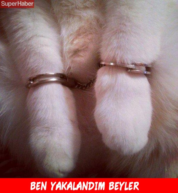 İnsanlarla yaşamaya alışan vahşi hayvanlardan ilginç kareler! - Sayfa 14