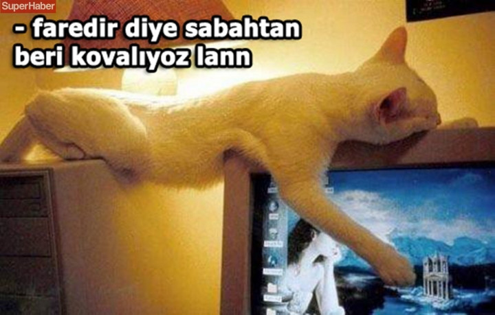 İnsanlarla yaşamaya alışan vahşi hayvanlardan ilginç kareler! - Sayfa 9