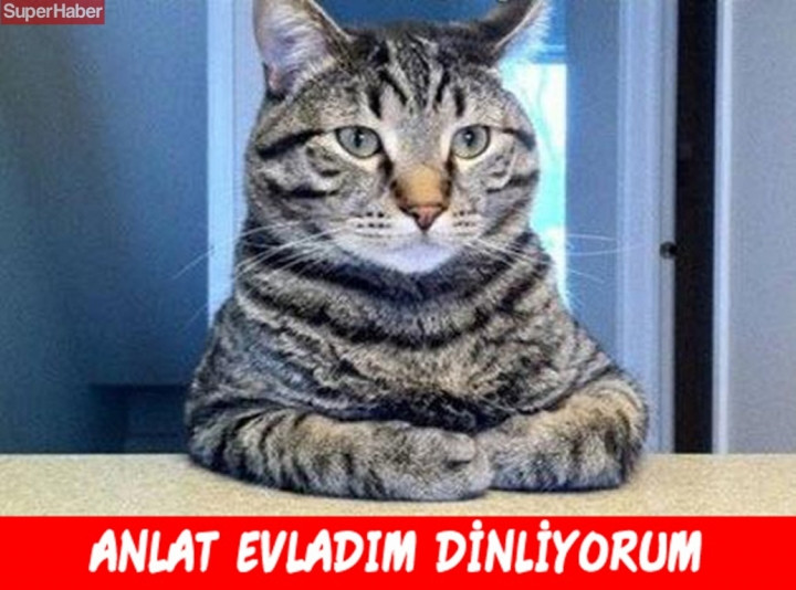 İnsanlarla yaşamaya alışan vahşi hayvanlardan ilginç kareler! - Sayfa 8