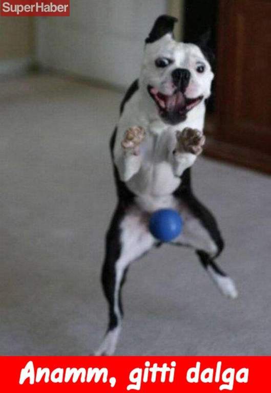 İnsanlarla yaşamaya alışan vahşi hayvanlardan ilginç kareler! - Sayfa 19