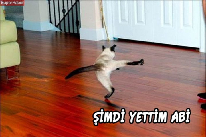 İnsanlarla yaşamaya alışan vahşi hayvanlardan ilginç kareler! - Sayfa 15