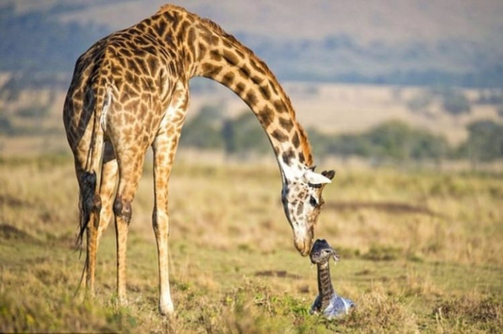 Zürafanın doğum anı görenleri hayretler içinde bıraktı! - Sayfa 6