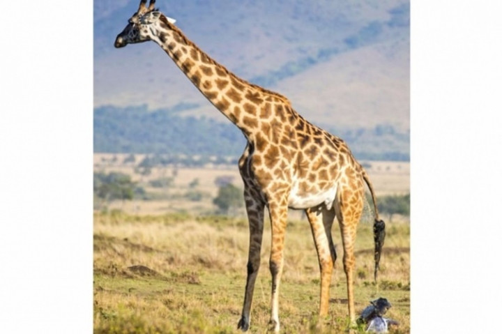 Zürafanın doğum anı görenleri hayretler içinde bıraktı! - Sayfa 5