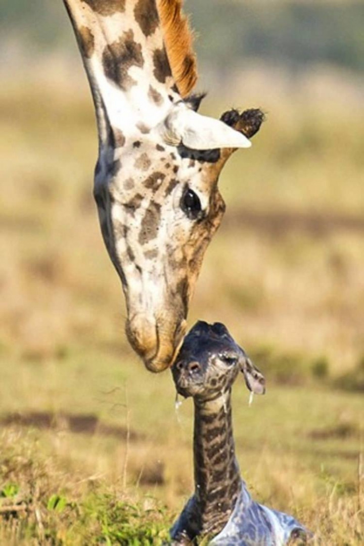 Zürafanın doğum anı görenleri hayretler içinde bıraktı! - Sayfa 9