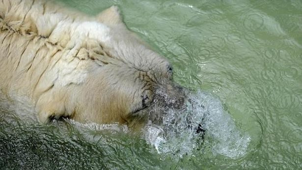 Dünyanın en mutsuz hayvanları! - Sayfa 20