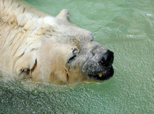 Dünyanın en mutsuz hayvanları! - Sayfa 23