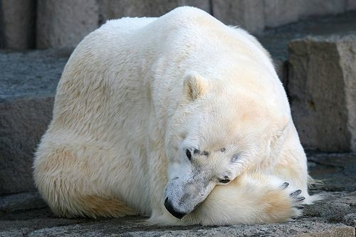 Dünyanın en mutsuz hayvanları! - Sayfa 24