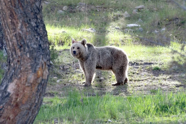 Kars'ta şehre inen ayılarla selfie keyfi! - Sayfa 9