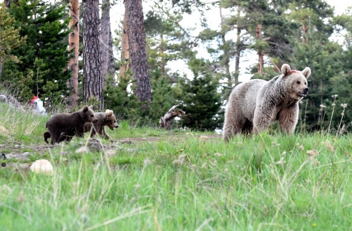 Kars'ta şehre inen ayılarla selfie keyfi! - Sayfa 5