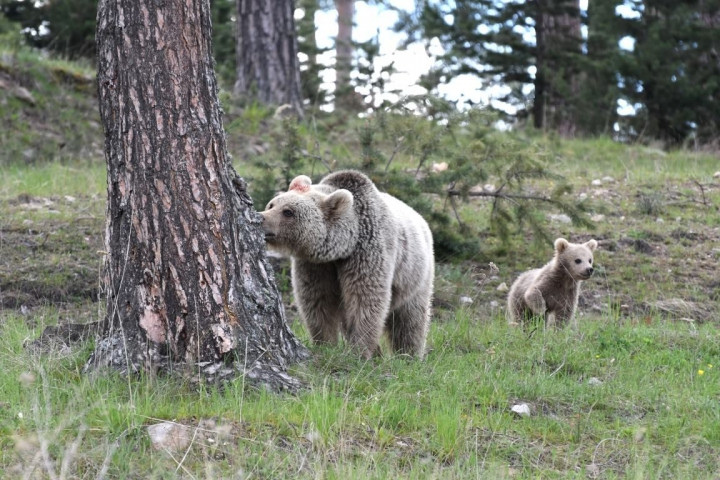 Kars'ta şehre inen ayılarla selfie keyfi! - Sayfa 10
