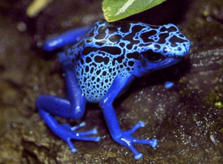 Dünyanın en tehlikeli canlıları - Sayfa 24