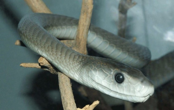 Dünyanın en tehlikeli canlıları - Sayfa 20