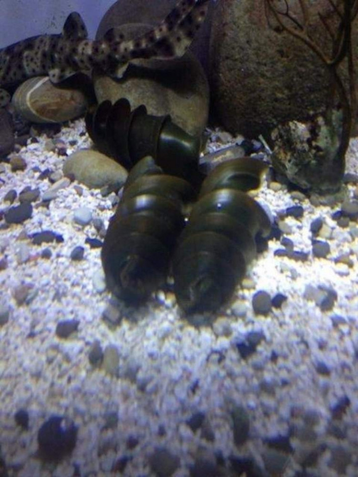 Dünyanın en tehlikeli canlıları - Sayfa 42