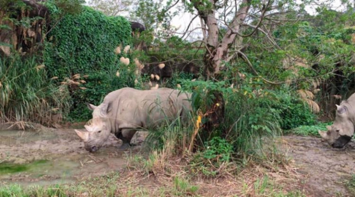 Dünyanın en tehlikeli canlıları - Sayfa 15