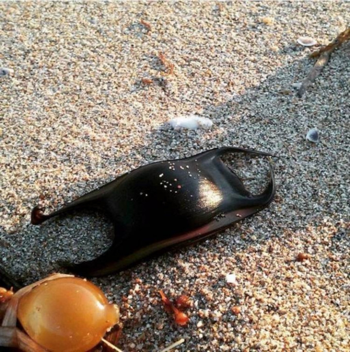 Dünyanın en tehlikeli canlıları - Sayfa 36