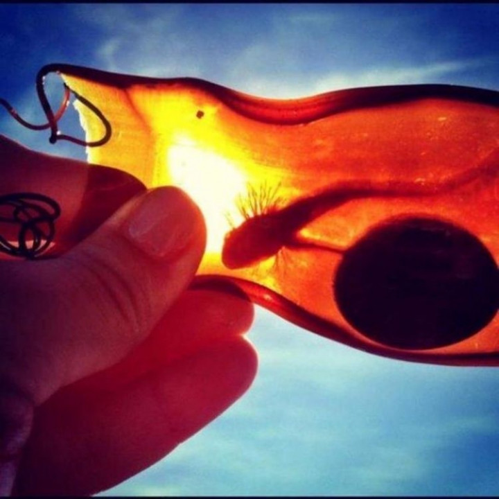 Dünyanın en tehlikeli canlıları - Sayfa 39