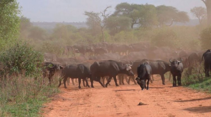 Dünyanın en tehlikeli canlıları - Sayfa 23