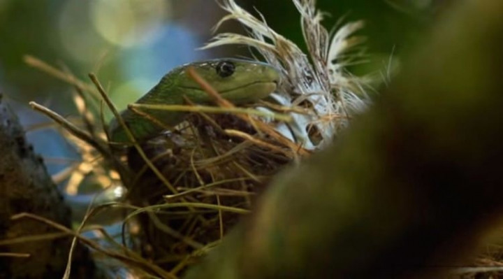 Dünyanın en tehlikeli canlıları - Sayfa 21