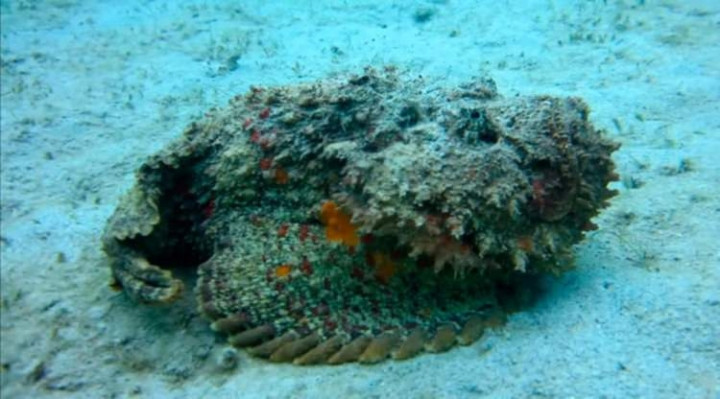 Dünyanın en tehlikeli canlıları - Sayfa 19