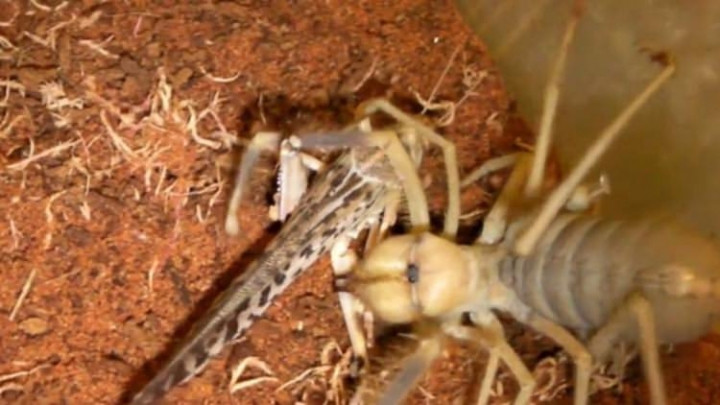 Dünyanın en tehlikeli canlıları - Sayfa 9