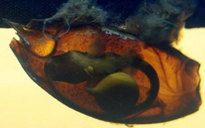 Dünyanın en tehlikeli canlıları - Sayfa 40