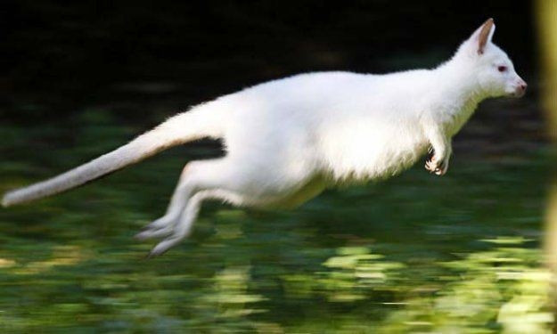 Hayvanlar aleminden birbirinden ilginç ve sevimli kareler! - Sayfa 20