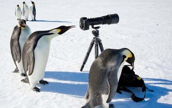 Hayvanlar aleminden birbirinden ilginç ve sevimli kareler! - Sayfa 10