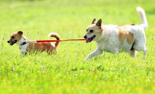 Hayvanlar aleminden birbirinden ilginç ve sevimli kareler! - Sayfa 30