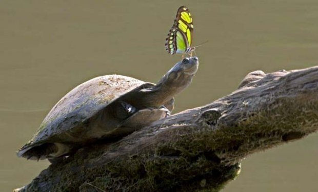 Hayvanlar aleminden birbirinden ilginç ve sevimli kareler! - Sayfa 25