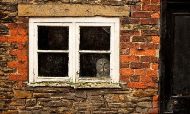 Hayvanlar aleminden birbirinden ilginç ve sevimli kareler! - Sayfa 14