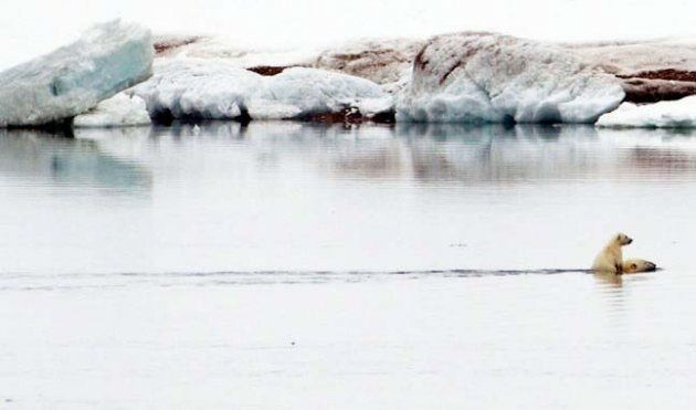 Hayvanlar aleminden birbirinden ilginç ve sevimli kareler! - Sayfa 24