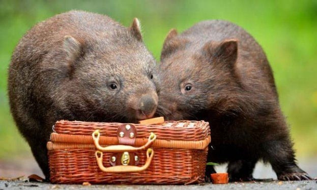 Hayvanlar aleminden birbirinden ilginç ve sevimli kareler! - Sayfa 6