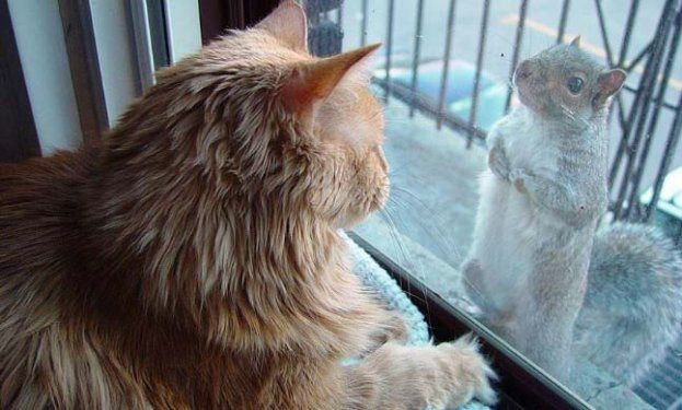 Hayvanlar aleminden birbirinden ilginç ve sevimli kareler! - Sayfa 22