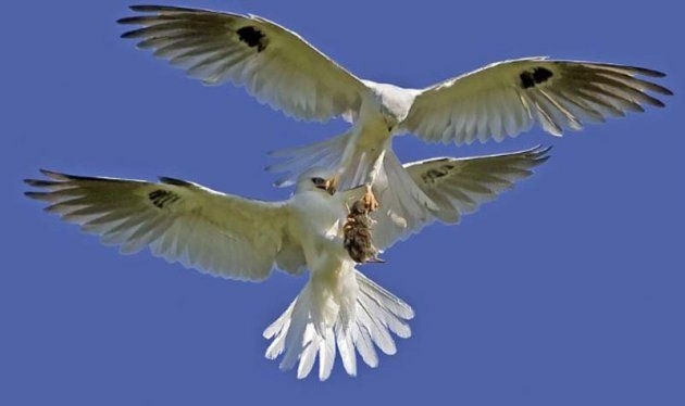 Hayvanlar aleminden birbirinden ilginç ve sevimli kareler! - Sayfa 11