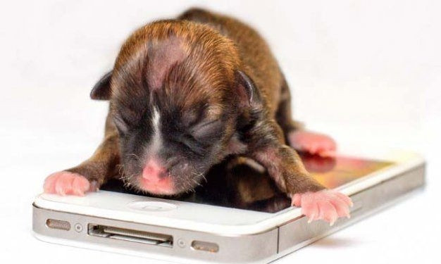 Hayvanlar aleminden birbirinden ilginç ve sevimli kareler! - Sayfa 32