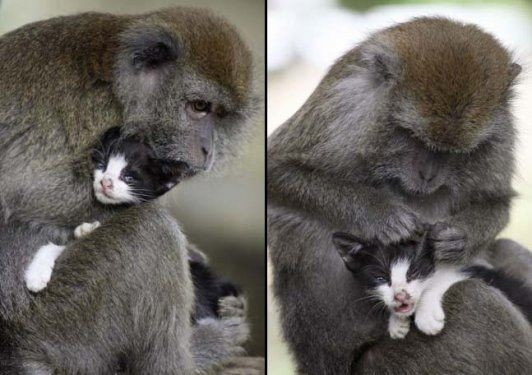 Hayvanlar aleminden birbirinden ilginç ve sevimli kareler! - Sayfa 23