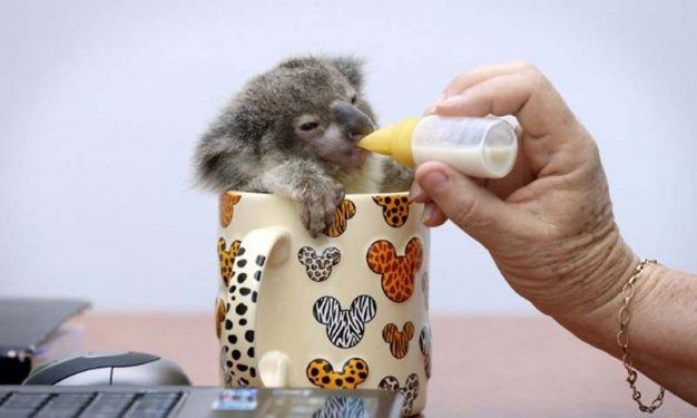 Hayvanlar aleminden birbirinden ilginç ve sevimli kareler! - Sayfa 8