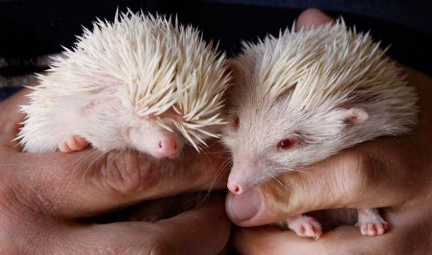 Hayvanlar aleminden birbirinden ilginç ve sevimli kareler! - Sayfa 19